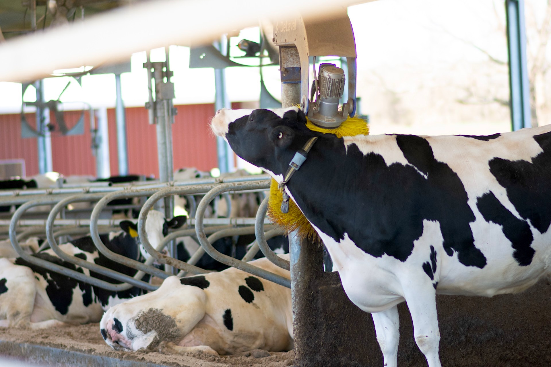 about-hero-cow-bnr
